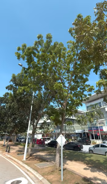 tree photo