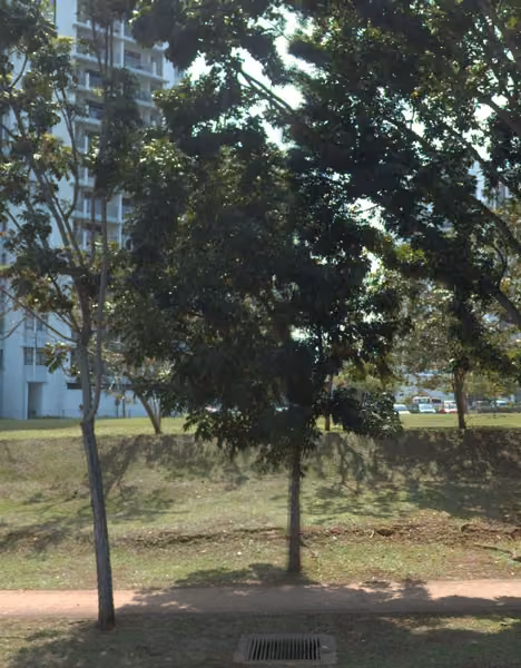tree photo