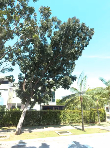 tree photo