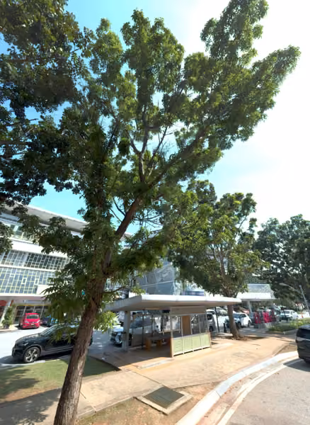 tree photo