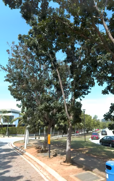 tree photo
