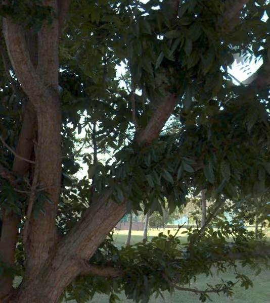 tree photo