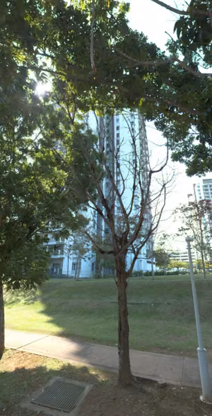tree photo