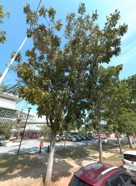 tree photo