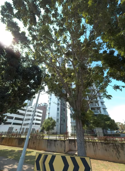 tree photo