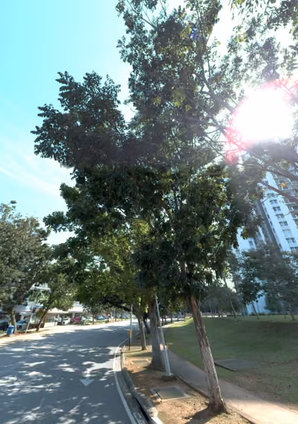 tree photo