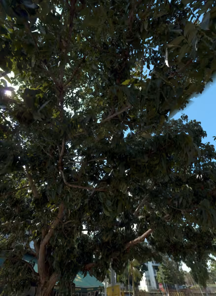 tree photo