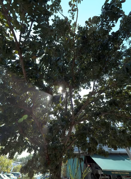 tree photo