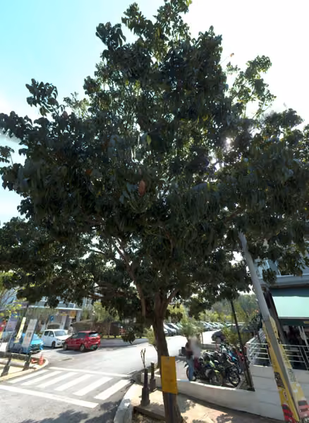 tree photo