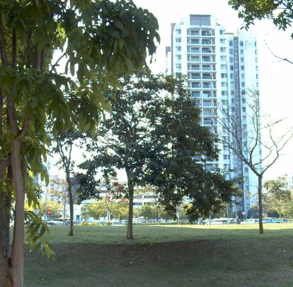 tree photo