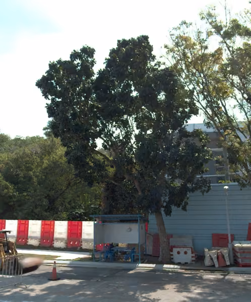 tree photo