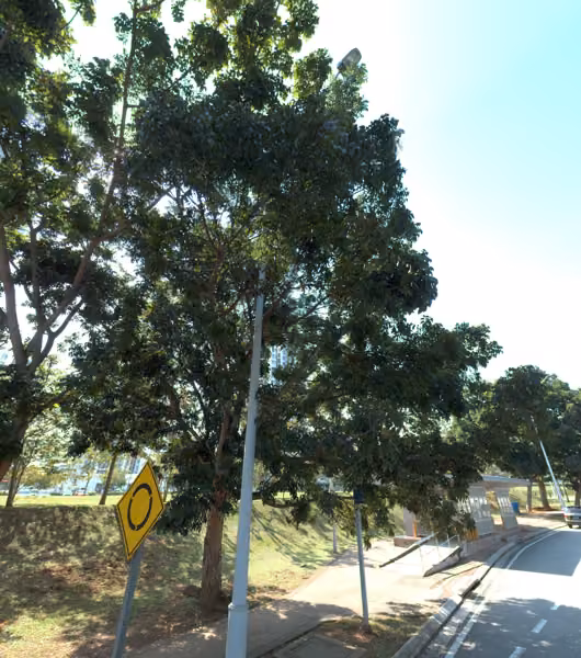 tree photo