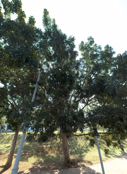 tree photo