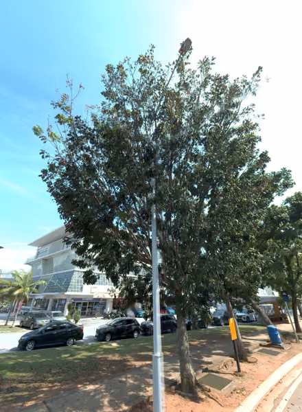 tree photo