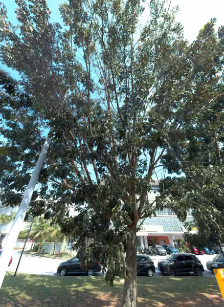 tree photo