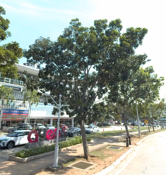 tree photo