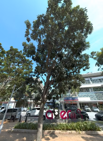 tree photo