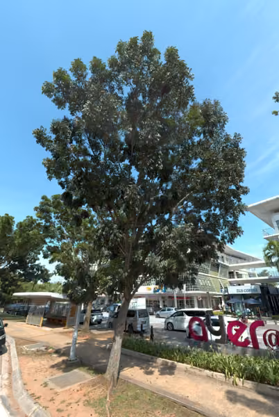 tree photo