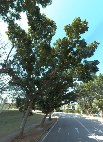 tree photo