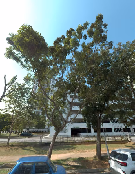 tree photo