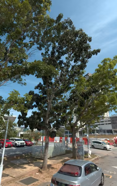 tree photo
