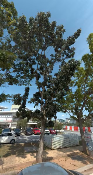 tree photo