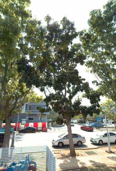 tree photo