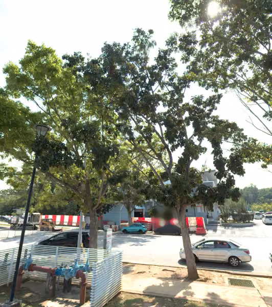 tree photo