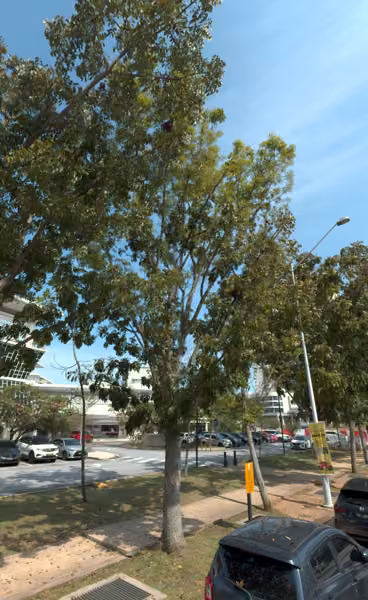 tree photo