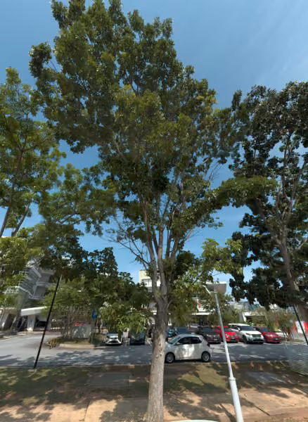 tree photo