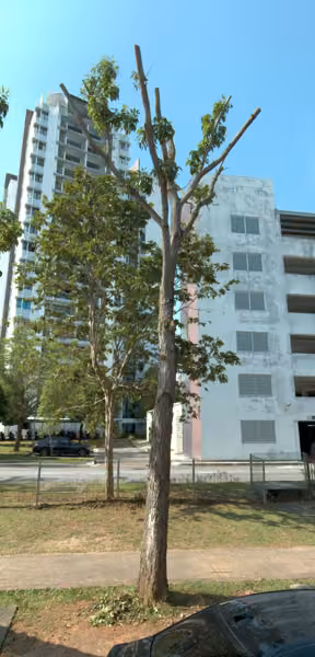 tree photo