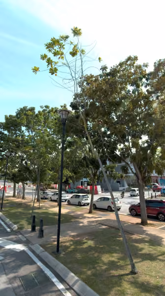 tree photo