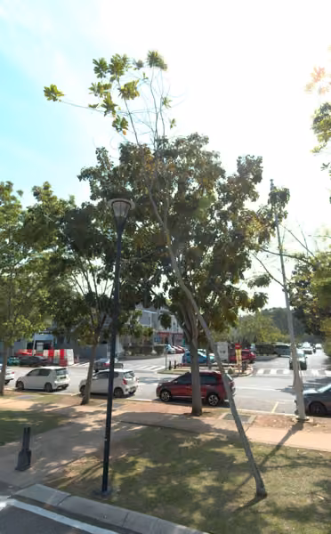 tree photo