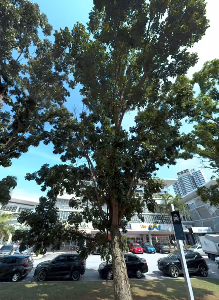 tree photo
