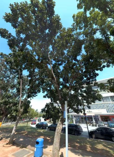 tree photo