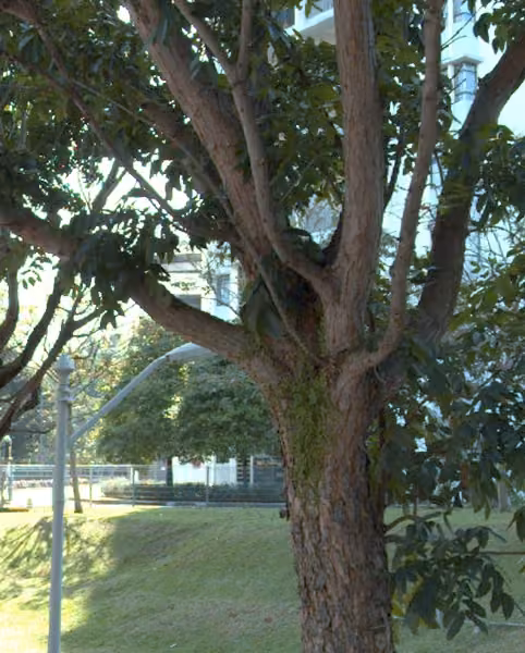 tree photo