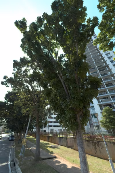 tree photo