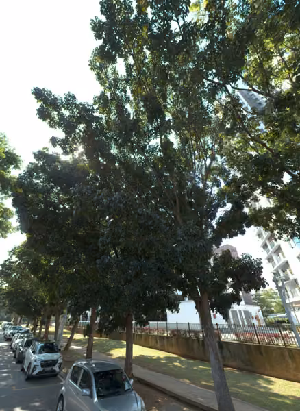 tree photo