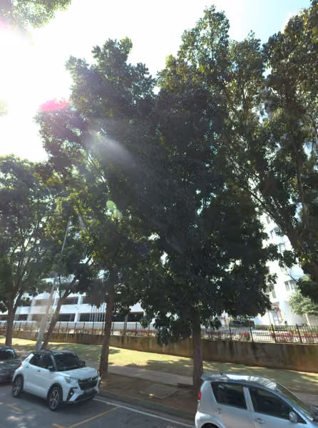 tree photo