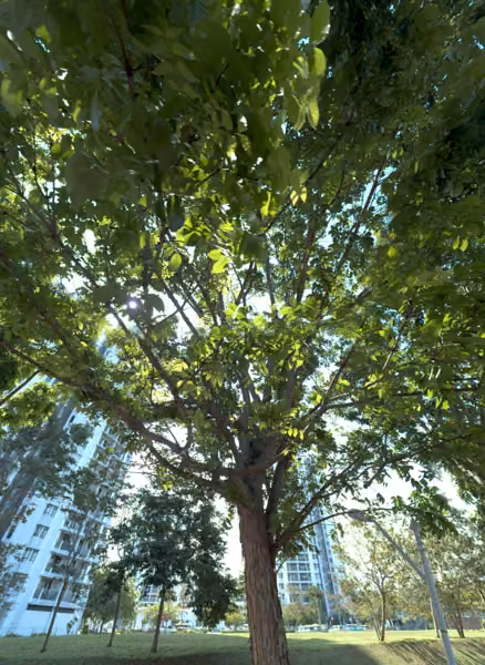 tree photo