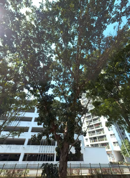 tree photo