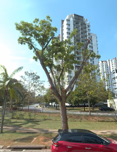 tree photo