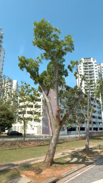 tree photo