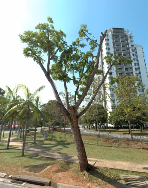 tree photo