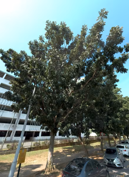 tree photo