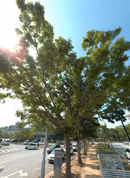 tree photo
