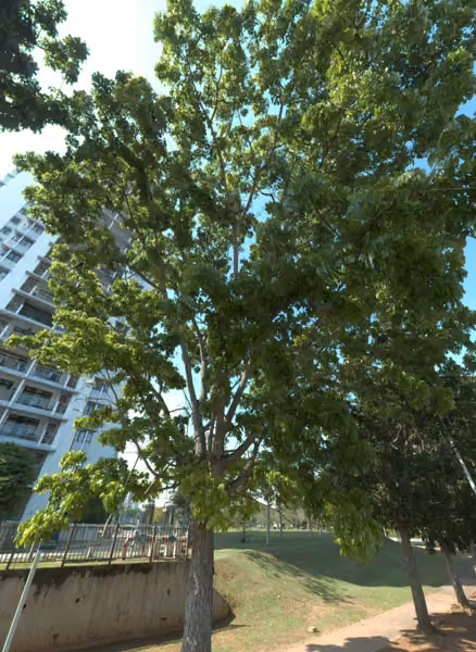 tree photo