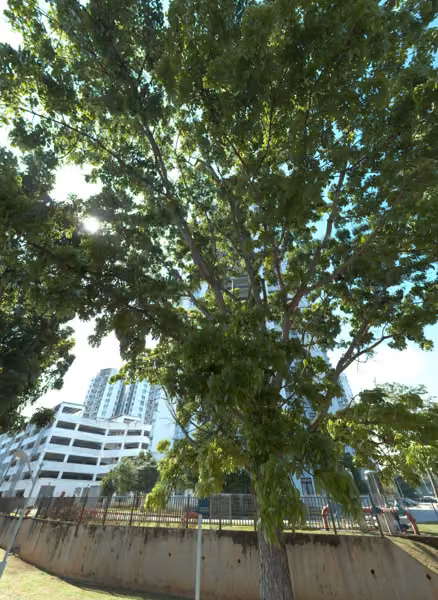 tree photo