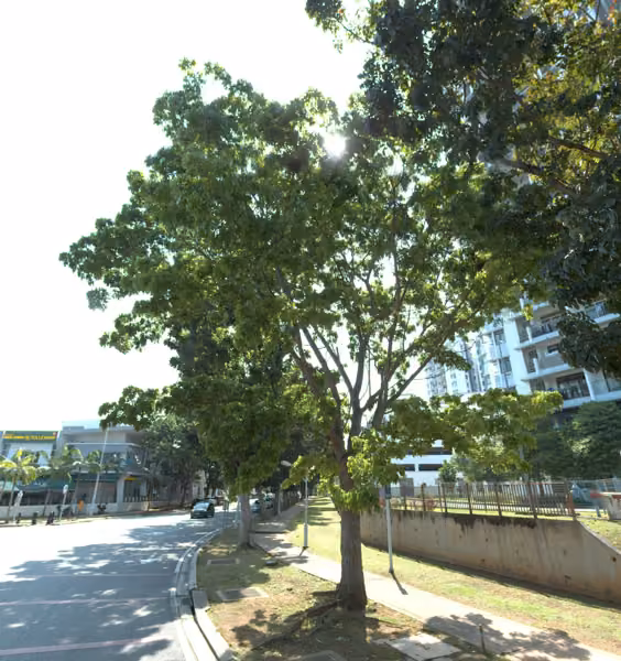 tree photo