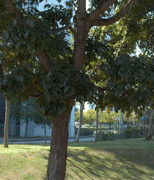 tree photo